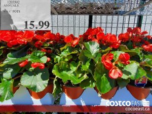 1203502
ANNUALS 6 X 4" POTS 
$15.99
