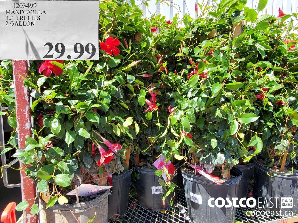 Costco weekend Sales May 14th 16th 2021 Ontario