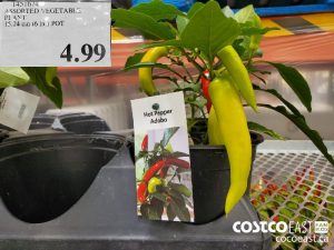 1451674
ASSORTED VEGETABLES PLANT  15.24 cm (6 in.) POT  
$4.99