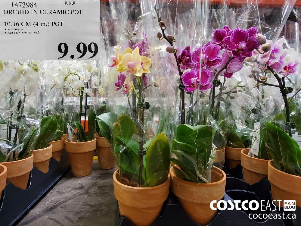 1472984 ORCHID IN CERAMIC POT 10.16 CM (4 in.) POT $9.99