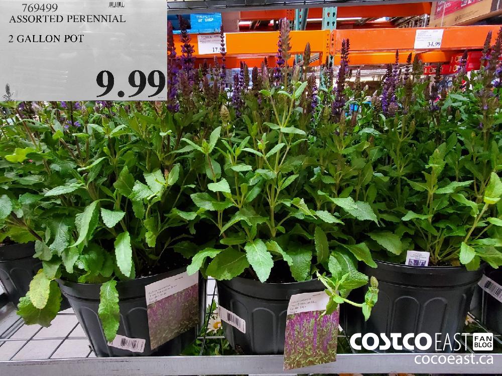 769499 ASSORTED PERENNIAL 2 GALLON POT $9.99