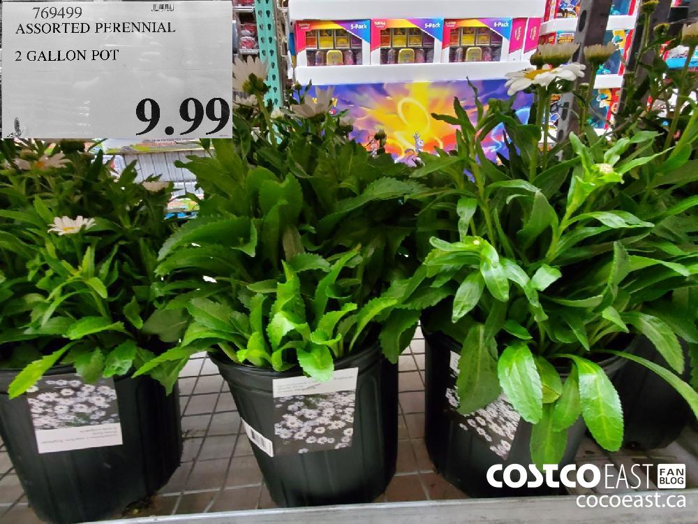 769499 ASSORTED PERENNIAL 2 GALLON POT $9.99