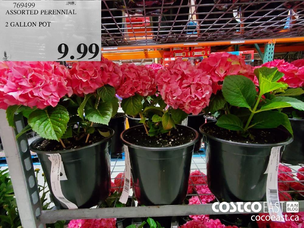 769499 ASSORTED PERENNIAL 2 GALLON POT $9.99