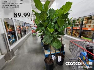 1387731
FIDDLE LEAF FIG TREE INDOOR TROPICAL 35.6 cm (14 in.) POT 
$89.99