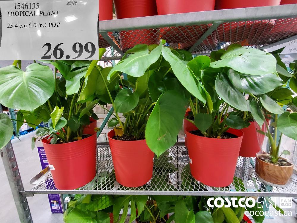 1546135 TROPICAL PLANT 25.4 cm (10 in.) POT $26.99