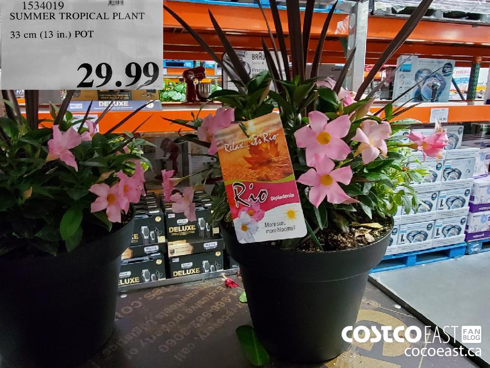 1534019 SUMMER TROPICAL PLANT 33 cm (13 in.) POT $29.99
