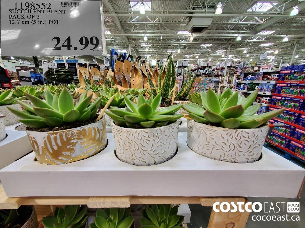 1198552 SUCCULENT PLANT PACK OF 3 12.7 cm (5 in.) POT $24.99