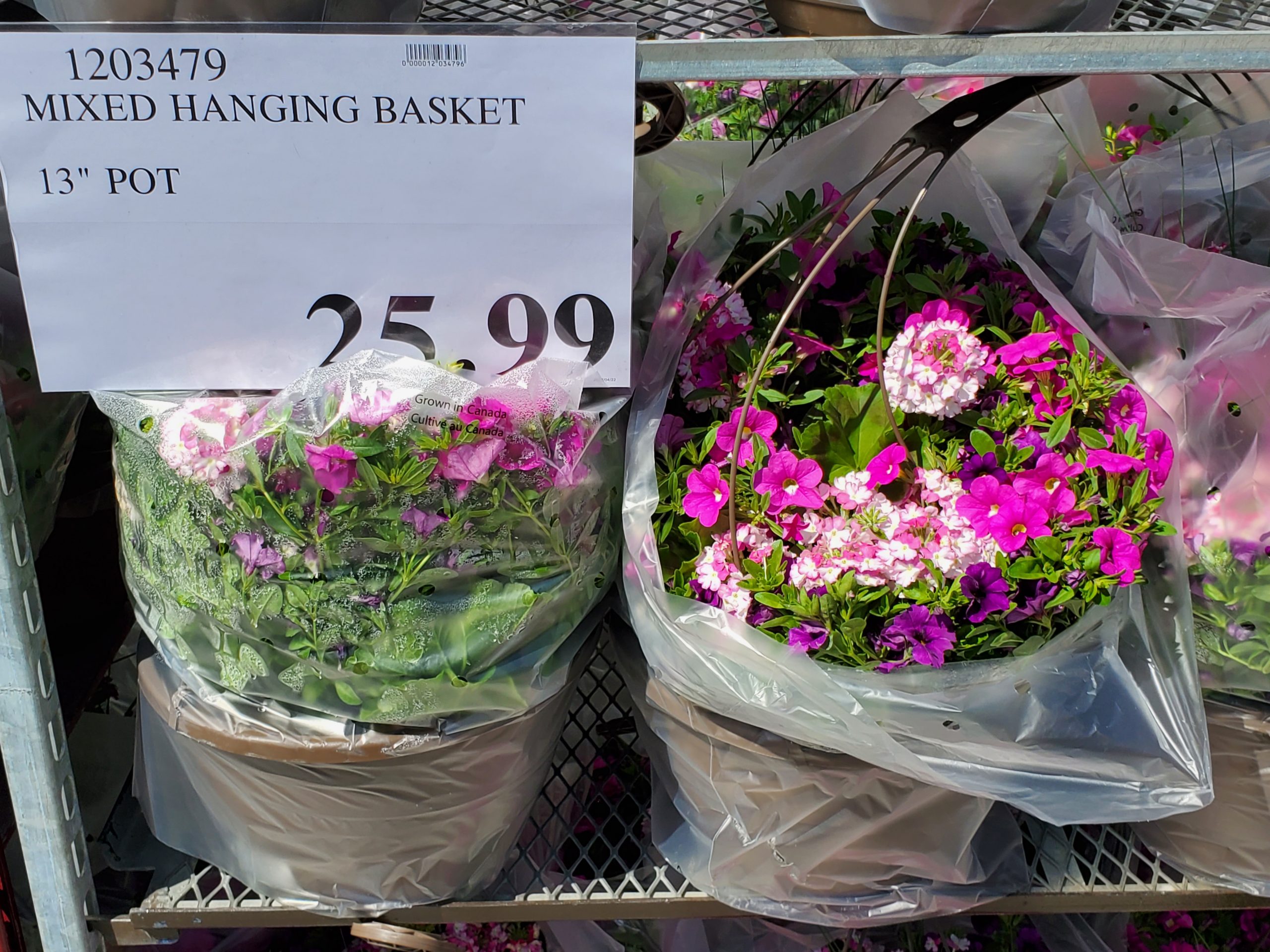 Costco Hanging Baskets 2024 Nicki Amabelle