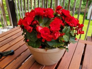 begonia