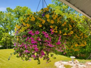 costco flower basket