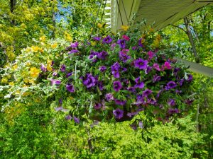 costco hanging basket