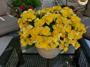 new guinea impatients