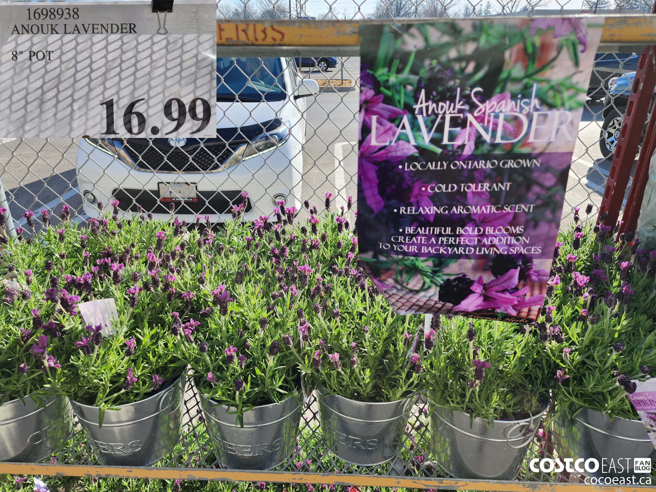 1698938 ANOUK LAVENDER 8 POT 16 99 - Costco East Fan Blog
