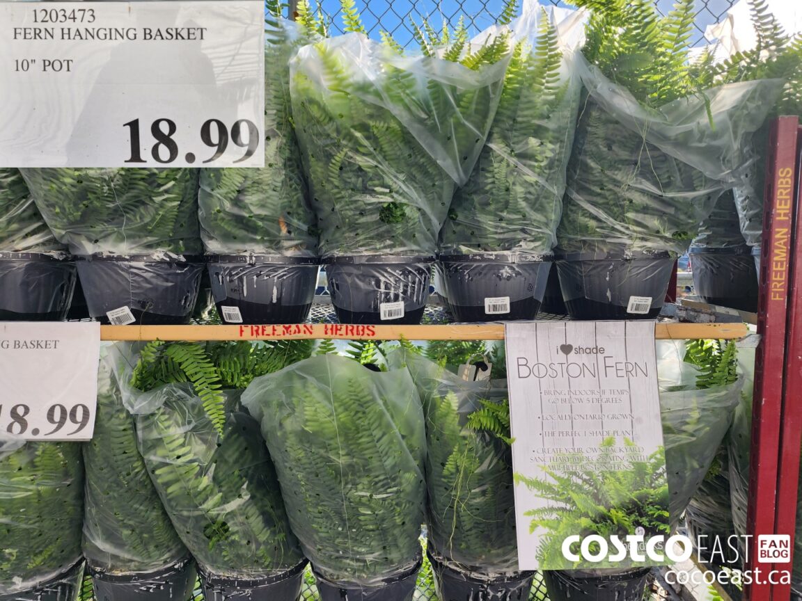 1203473 FERN HANGING BASKET 10 POT 18 99 Costco East Fan Blog