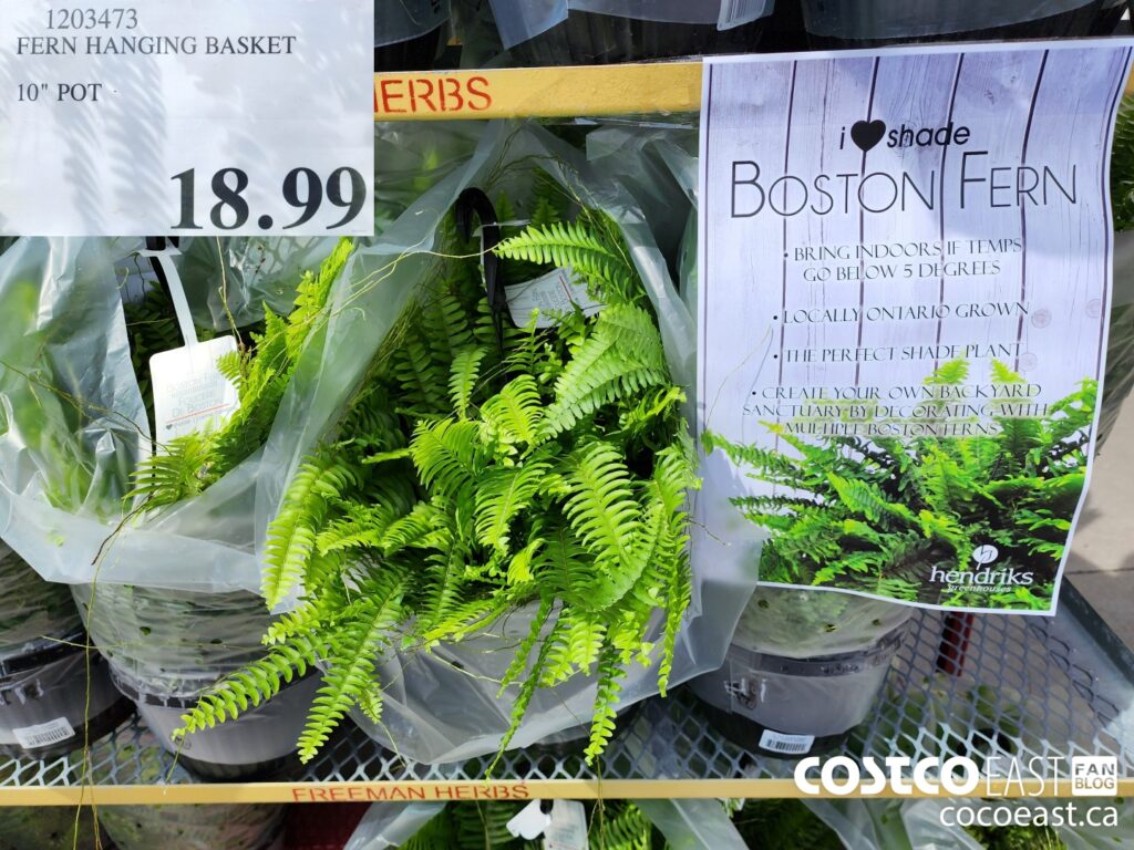 1203473 FERN HANGING BASKET 10 POT 18 99 Costco East Fan Blog