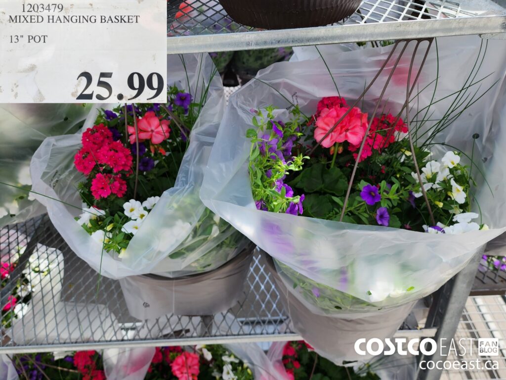 1203479 MIXED HANGING BASKET 13 POT 25 99 Costco East Fan Blog