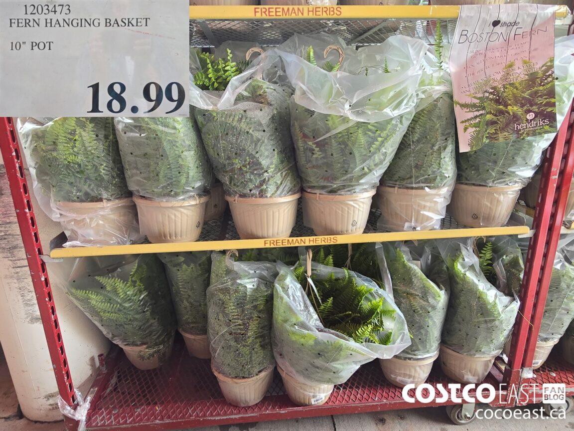 1203473 FERN HANGING BASKET 10 POT 18 99 Costco East Fan Blog