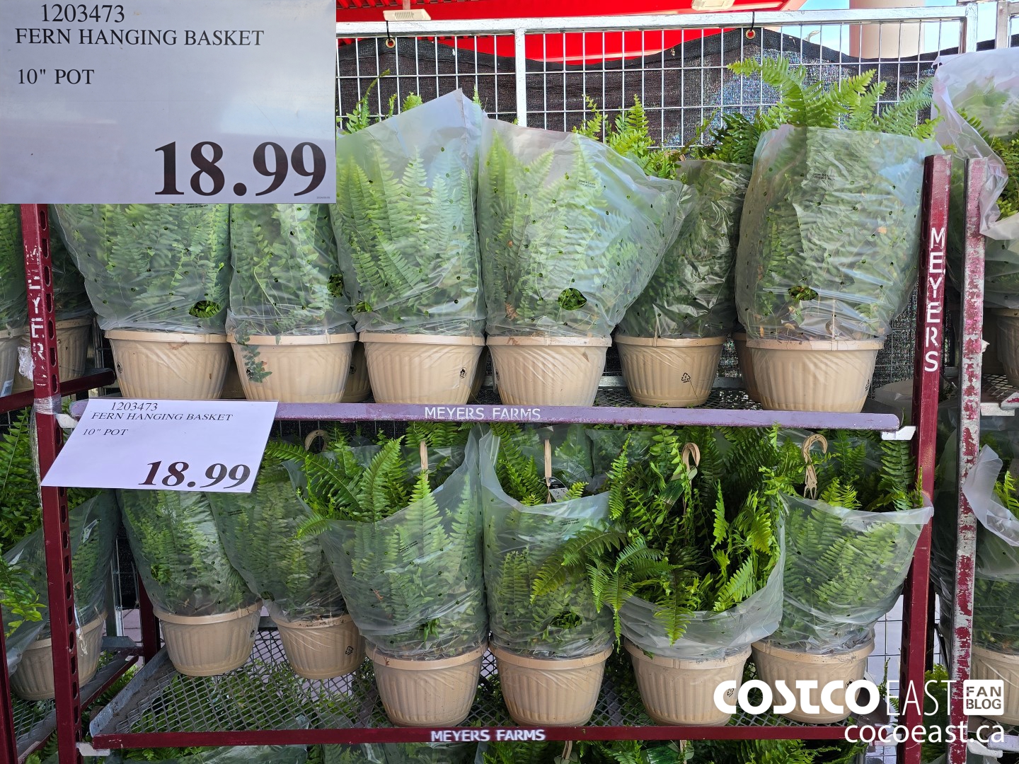 1203473 FERN HANGING BASKET 10 POT 18 99 Costco East Fan Blog