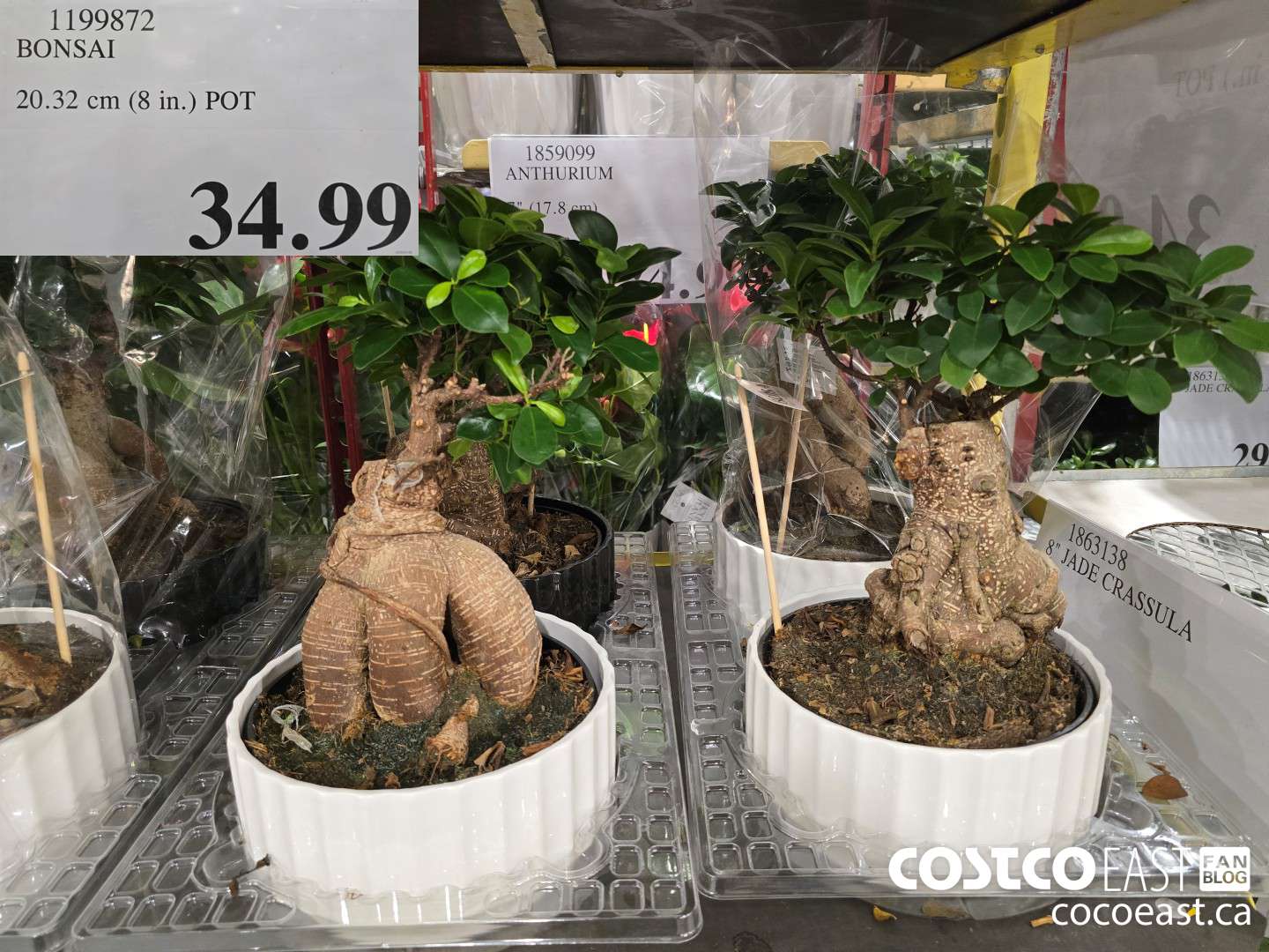 1199872 BONSAI 20 32 cm 8 in POT 34 99 - Costco East Fan Blog