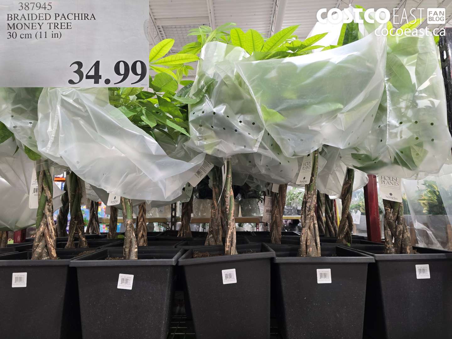 387945 BRAIDED PACHIRA MONEY TREE 30 CM 11 IN 34 99 - Costco East Fan Blog